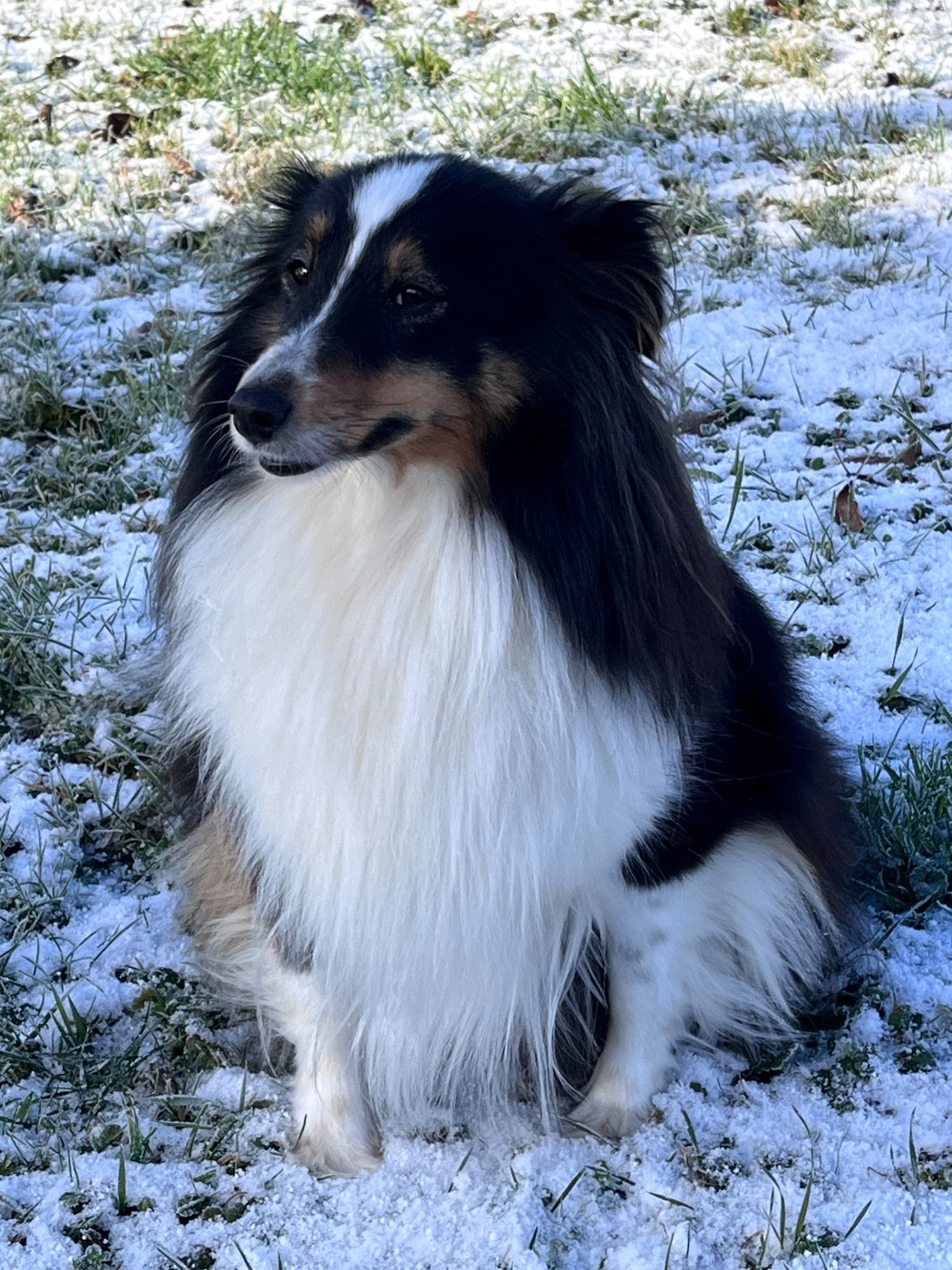 Tsuga Du Bois De Morchène