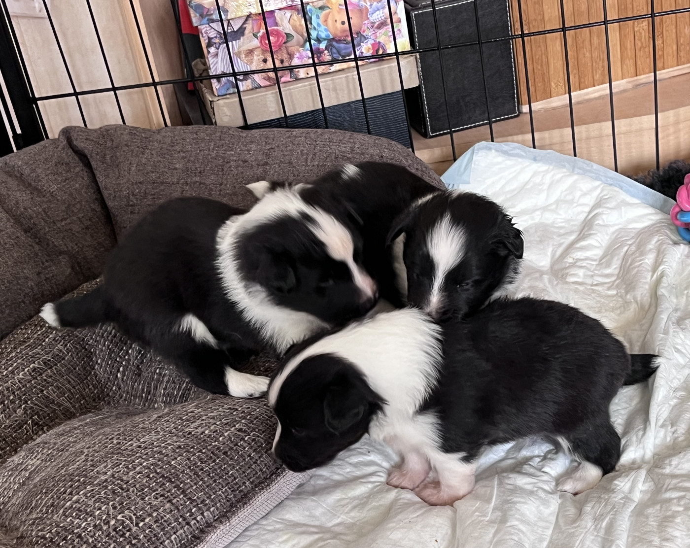 Chiot Shetland Sheepdog Nadege Gilles