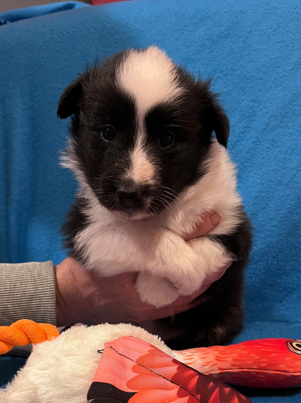 Nadege Gilles - Chiots disponibles - Shetland Sheepdog