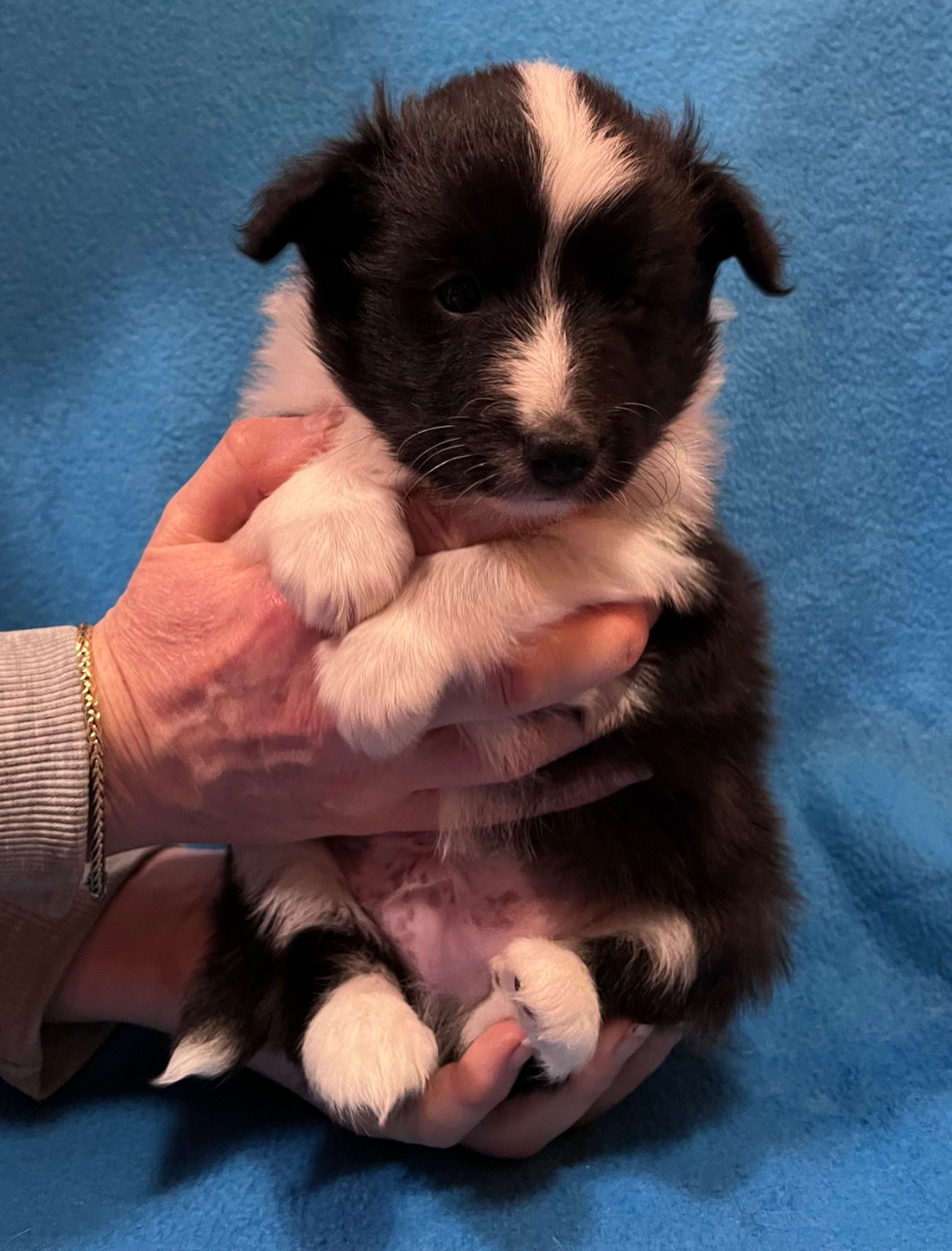Nadege Gilles - Chiots disponibles - Shetland Sheepdog