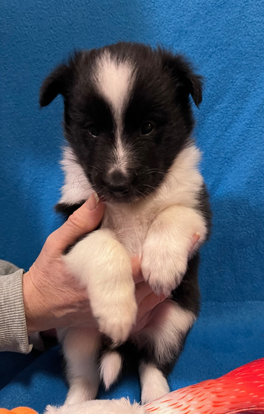 Nadege Gilles - Chiots disponibles - Shetland Sheepdog