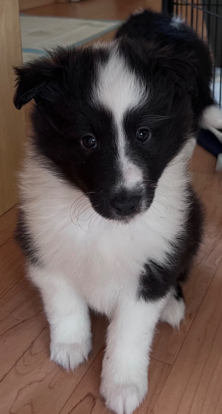 Nadege Gilles - Chiots disponibles - Shetland Sheepdog